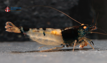 Preview: Black Witch OE Garnele